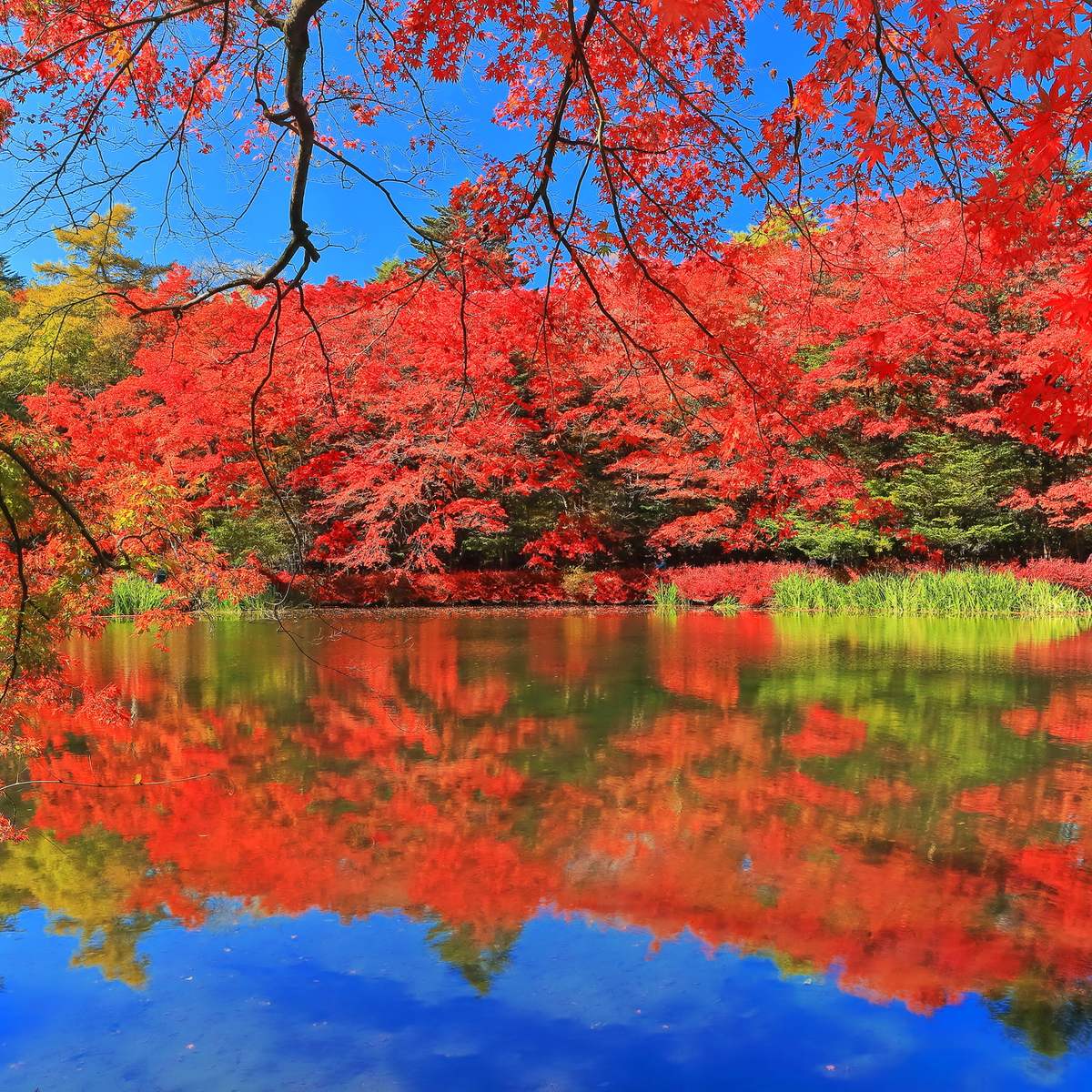 FOUR SEASONS